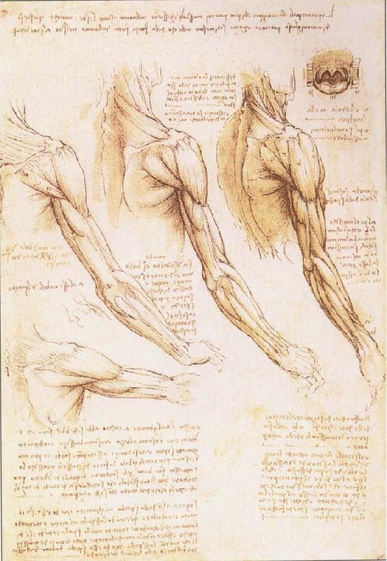 LEONARDO da Vinci The muscles of arm, shoulder and neck Germany oil painting art